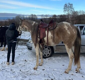 APH APHA PAINT HORSE ŽREBEC pripúšťanie - 5