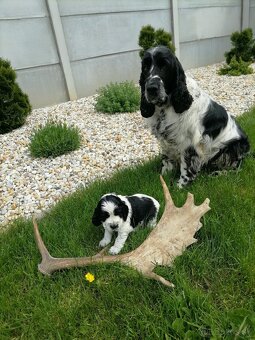 Šteniatko anglicky springer španiel - 5
