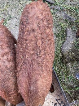 Mangalica červená - 5