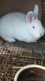 Novozélandský biely - 5