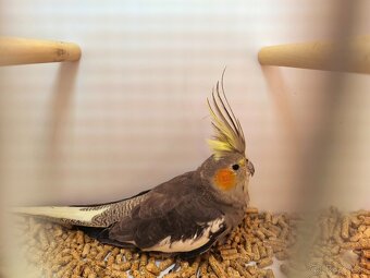 korely výstavný typ - 5