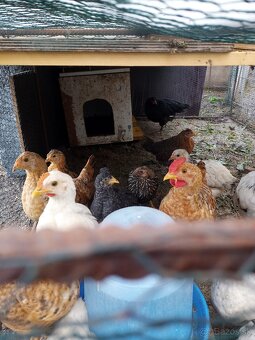 Nasadove vajicka - 5