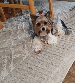 Predám fenku Yorkshirsky teriér biewer - 5