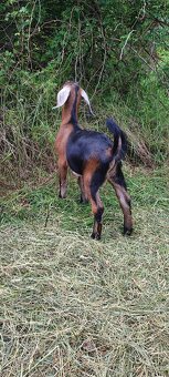 Predám mladého capka - 5