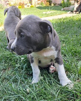Šteniatka - Americký stafordšírsky teriér (Amstaff, Staford) - 5