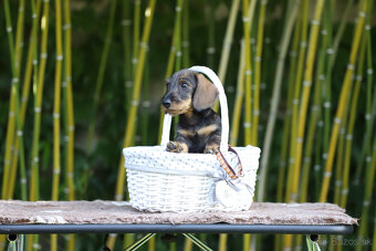 Jazvečík hrubosrstý trpasličí - králičí s PP - 5