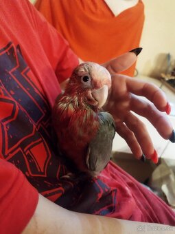 Predam kakadu ruzoveho - 5