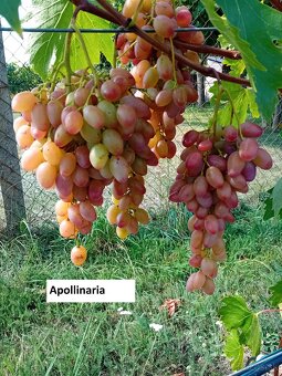 Predám kontajnerované sadenice viniča v ponuke cez 30 odrôd - 5