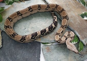 Boa imperator - Anery, Motley, IMG 50% het Sharp Albino - 5