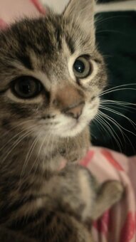 Darujeme mačiatka - 5