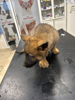 Nemecký ovčiak - štenatá - 5