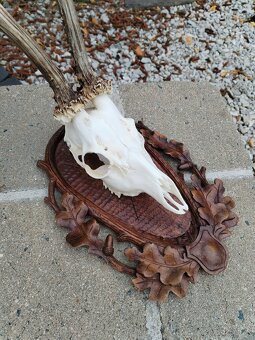 Podložka pod trofej srnca - 5