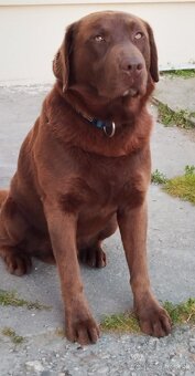 Labrador - 5
