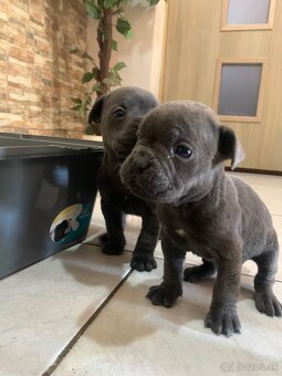 Francúzsky buldoček & Americký buldoček - 5