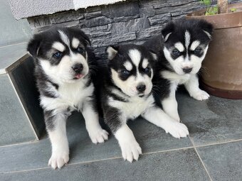 Sibirsky husky - 5