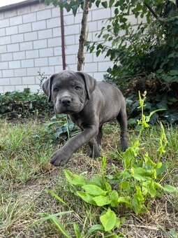 Štěňata Cane Corso - 5
