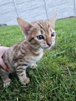 Bengalske maciatka - 5