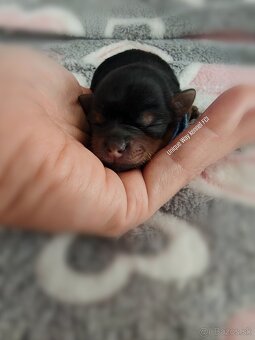 Yorkshire terrier s PP FCI (s preukazom pôvodu/rodokmeňom) - 5