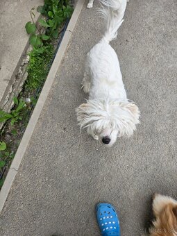 Čínsky chocholatý pes s PP - 5