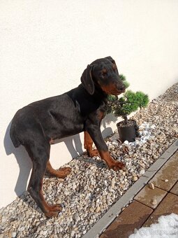 Predam čistokrvných Dobermann šteniatka - 5