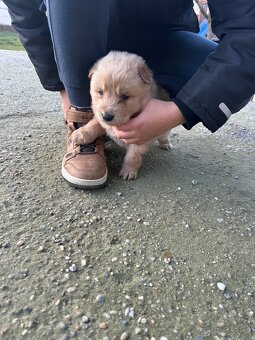 Darujeme šteniatka - 5