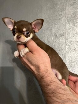 Čivava krátkosrstá s pp fci - 5