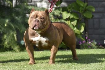 American bully s PP - 5