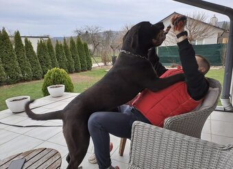 Cane Corso - 5