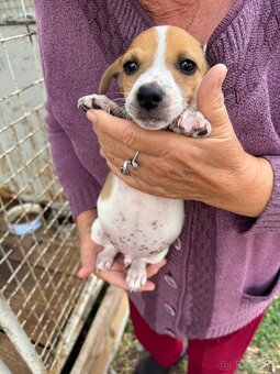 Jack Russell Terrier - 5