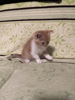 Darujem mačiatka - 1x kocúrik, 1x mačička - 5