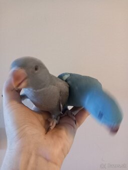 Alexander malý Krotky - 5