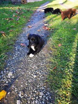 Šteniatka Labrador - 5