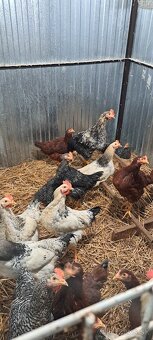 Kohúty 4 mesiace - 5