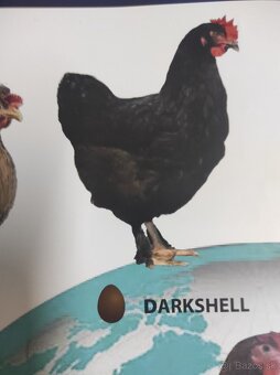 Green a Dark shell - 5