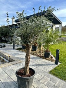 Olivovník Oleaeuropaea - 5