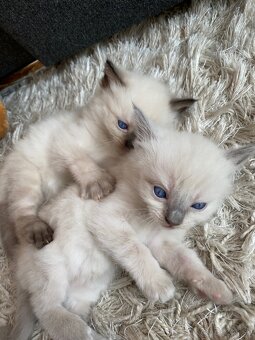 Ragdoll mačiatka - 5