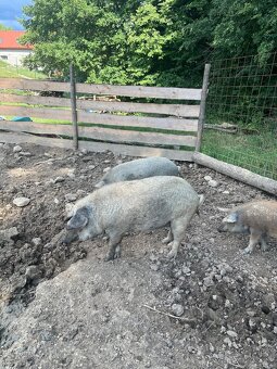Mangalica , Duroc a dva krížence - 5