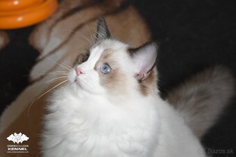 Ragdoll s PP - krémový kocúrik - 5