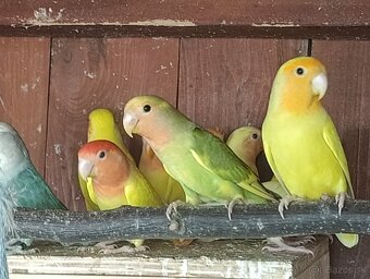 Agapornis ružovohrdly - 5