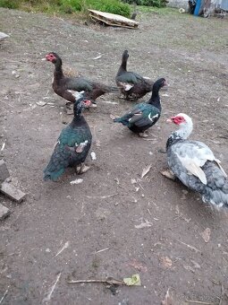 Čínske kačky, husi , mäso, králiky kalifornský+hyla - 5