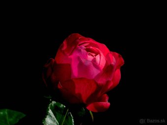 Nikon coolpix b500 - 5