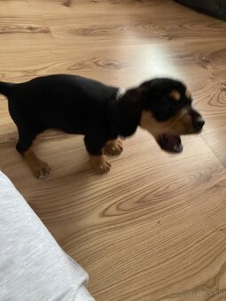 Predám do dobrých rúk - 5