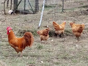 Vlaška žltá NV - 5