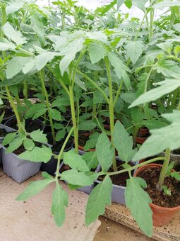 Predám planty rôzne druhy - 5