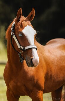 Koby QH Reiningovy pôvod - 5