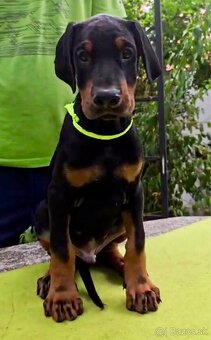 Doberman TOP šteniatka - 5