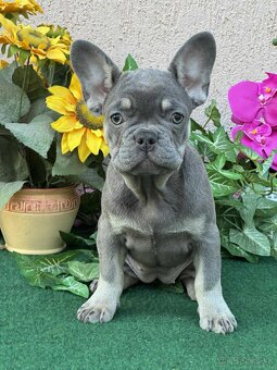 Francúzsky buldoček,buldog,bulldog krásne šteniatka - 5