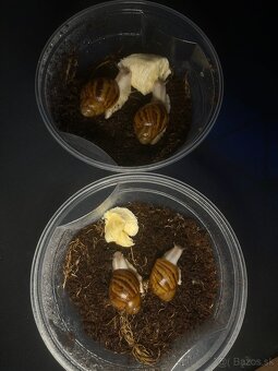 Slimák africký - 5