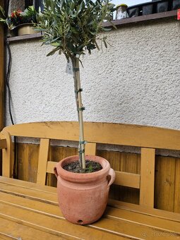 Olivovnik Olea europaea Oliva - 5