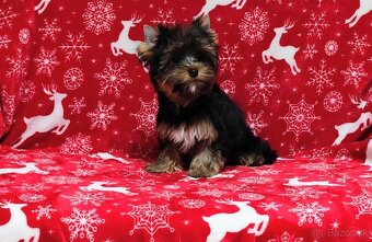 Yorkshire terrier - 5